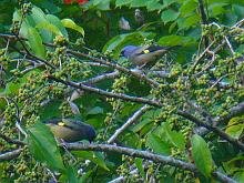 Yellow-winged Tanager